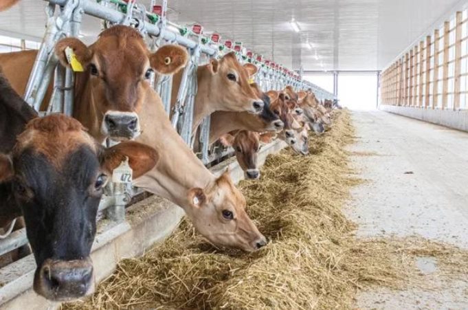 Cows eating forage in a clean, bright livestock barn