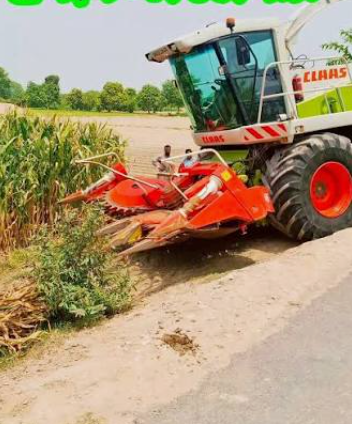Corn silage crop being harvested by a forage harvester