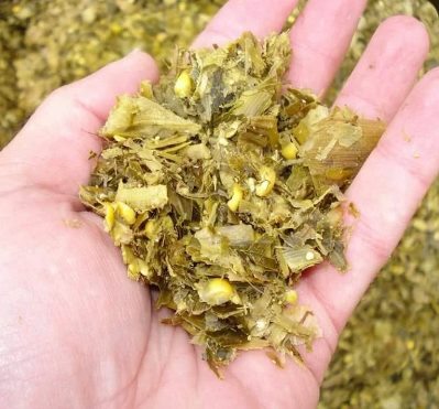 Close-up of chopped silage with visible grain and crop pieces