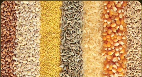 A colorful assortment of grains used in livestock feed